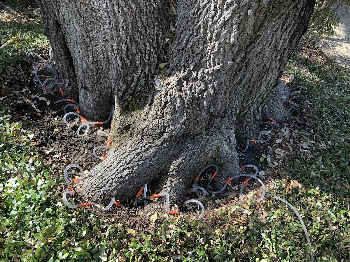 Detailed Tree Cabling and Bracing job site in Bayville