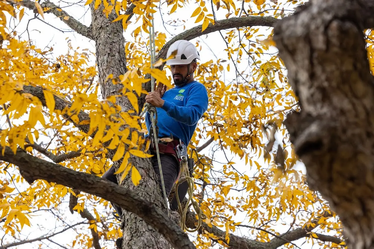 Skilled Tree Pruning crew working in Bayville